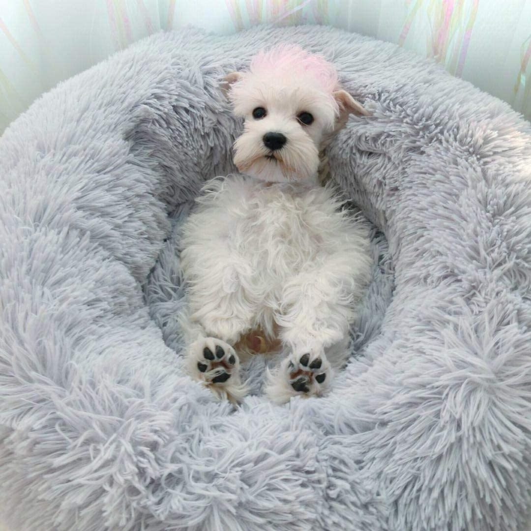 Modern Soft Plush Round Cat Bed Donut Self Warming Autumn Winter Dog Bed