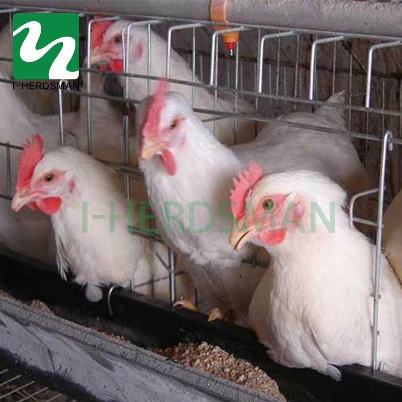 Poultry Farm Equipment Battery Chicken Layer Cage Automatic Poultry Cage