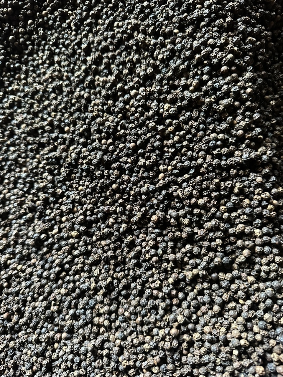 Hot Black Pepper 500 G/L /550 G/L For Exporting High Quality Good Rates For All Country In The World