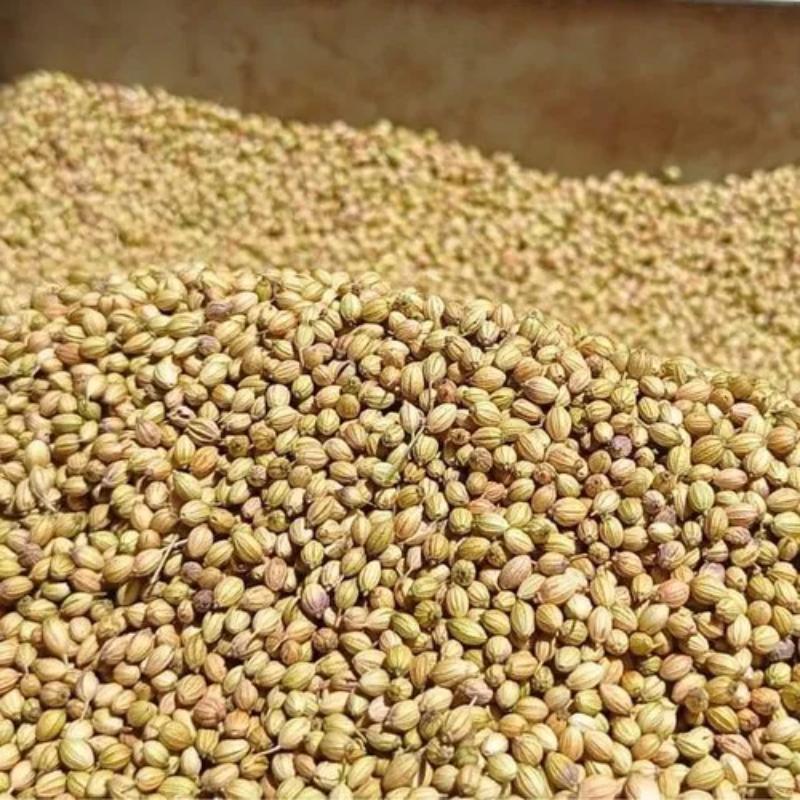 Indian Authentic Spice Grade Fresh Raw Coriander for Culinary Use Available for Bulk Export at Low Prices