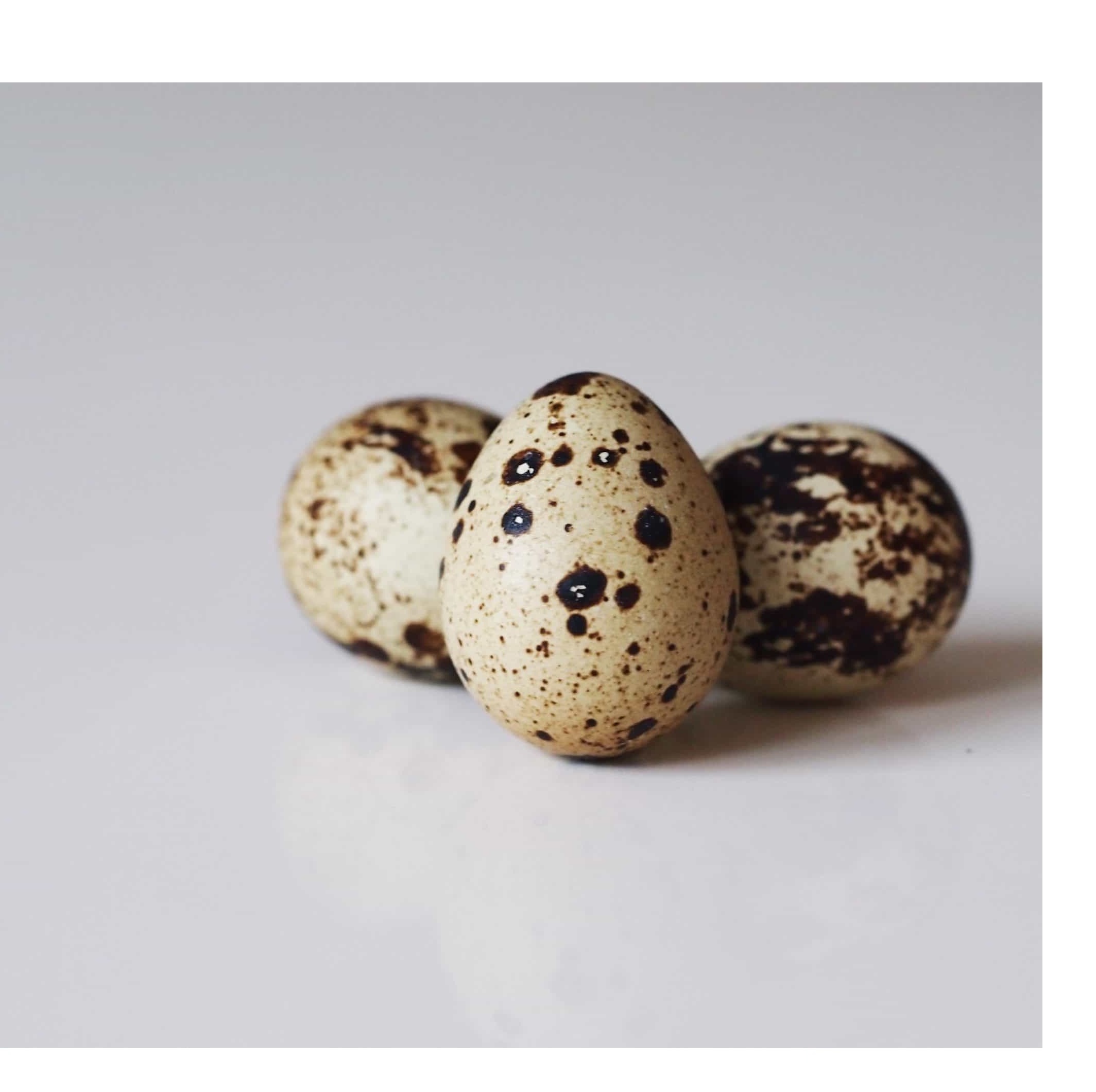 Most Selling Premium Best Quality Quail Egg from Indian Supplier and Exporter for Wholesale