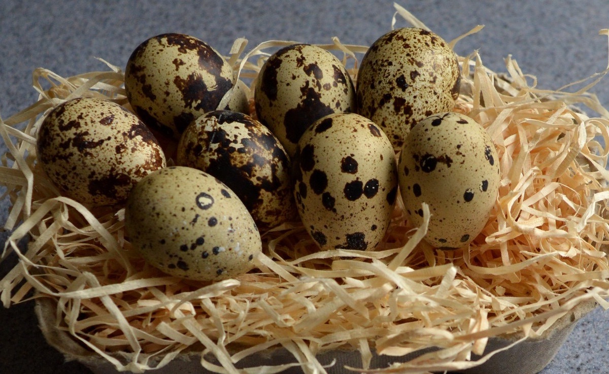 Organic Premium Best Quality Quail Egg from Indian Supplier and Exporter for Wholesale at Wholesale price