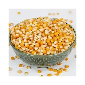 Top Selling Grains Dried Yellow Corn Dried Yellow Maize Yellow Corn from Indian Exporter and Manufacturer