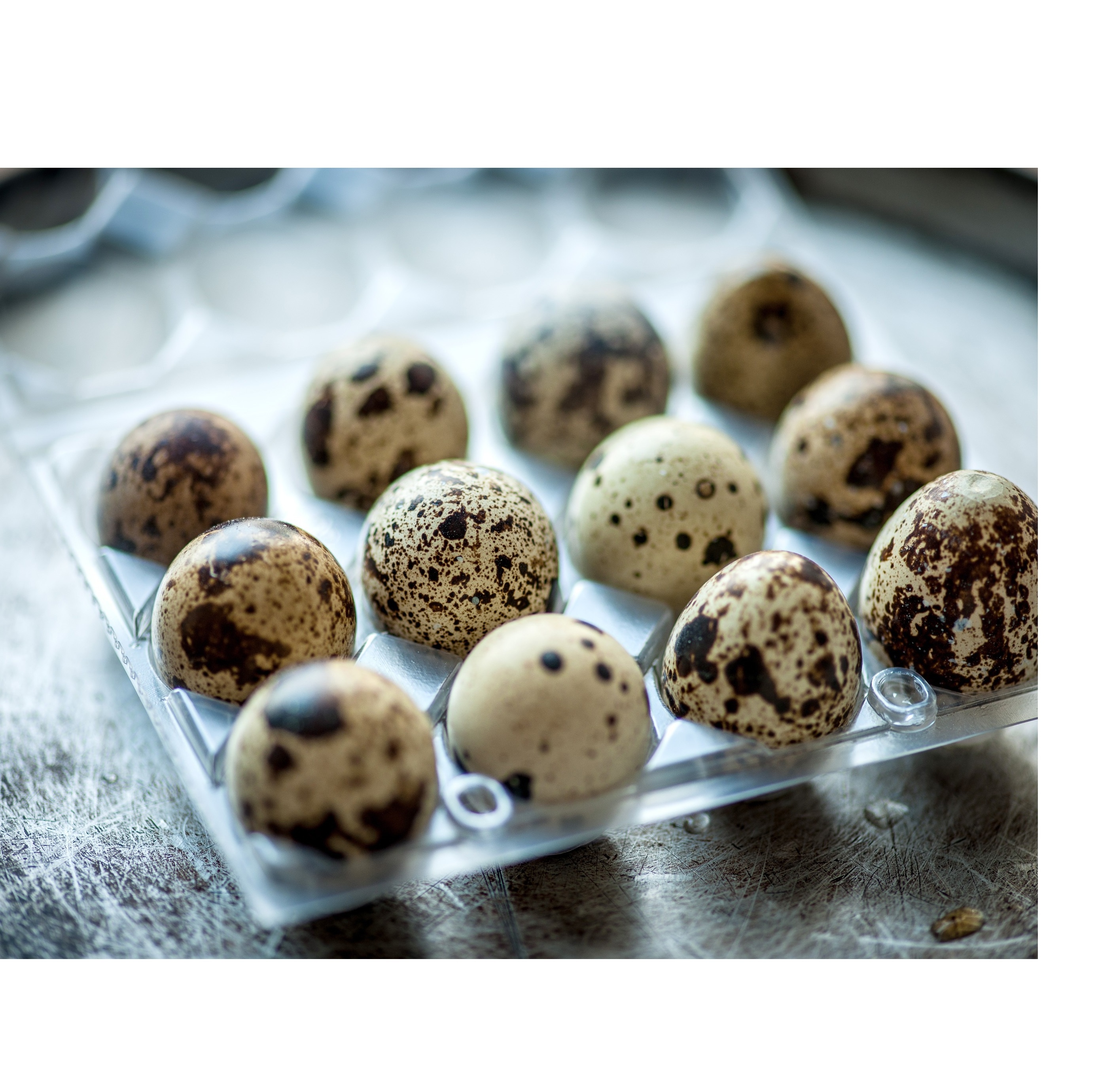 Most Selling Premium Best Quality Quail Egg from Indian Supplier and Exporter for Wholesale