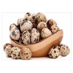 Most Selling Premium Best Quality Quail Egg from Indian Supplier and Exporter for Wholesale