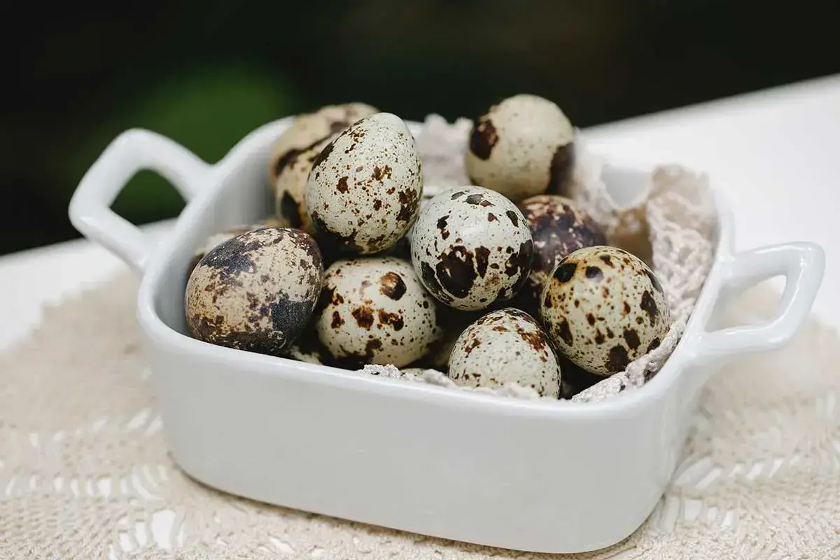 Most Selling Premium Best Quality Quail Egg from Indian Supplier and Exporter for Wholesale