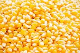 Top Selling Grains Dried Yellow Corn Dried Yellow Maize Yellow Corn from Indian Exporter and Manufacturer