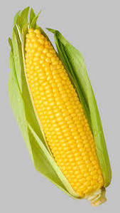 Top Selling Grains Dried Yellow Corn Dried Yellow Maize Yellow Corn from Indian Exporter and Manufacturer