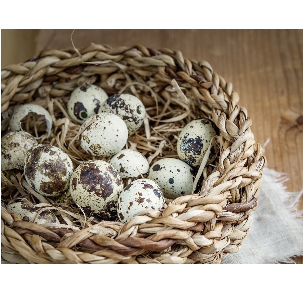 Organic Premium Best Quality Quail Egg from Indian Supplier and Exporter for Wholesale at Wholesale price