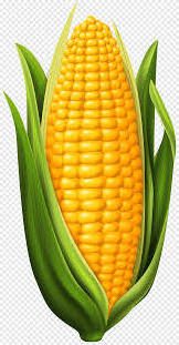 Top Selling Grains Dried Yellow Corn Dried Yellow Maize Yellow Corn from Indian Exporter and Manufacturer