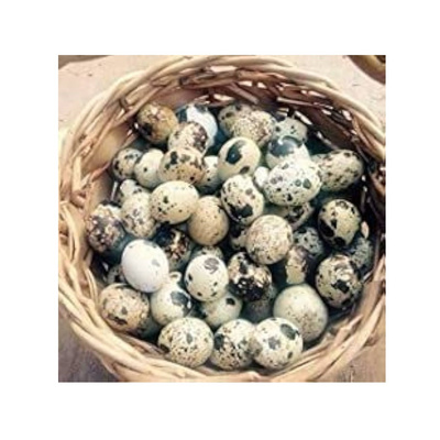 Fresh Quail eggs Premium Best Quality Quail Egg from Indian Supplier and Exporter for Wholesale