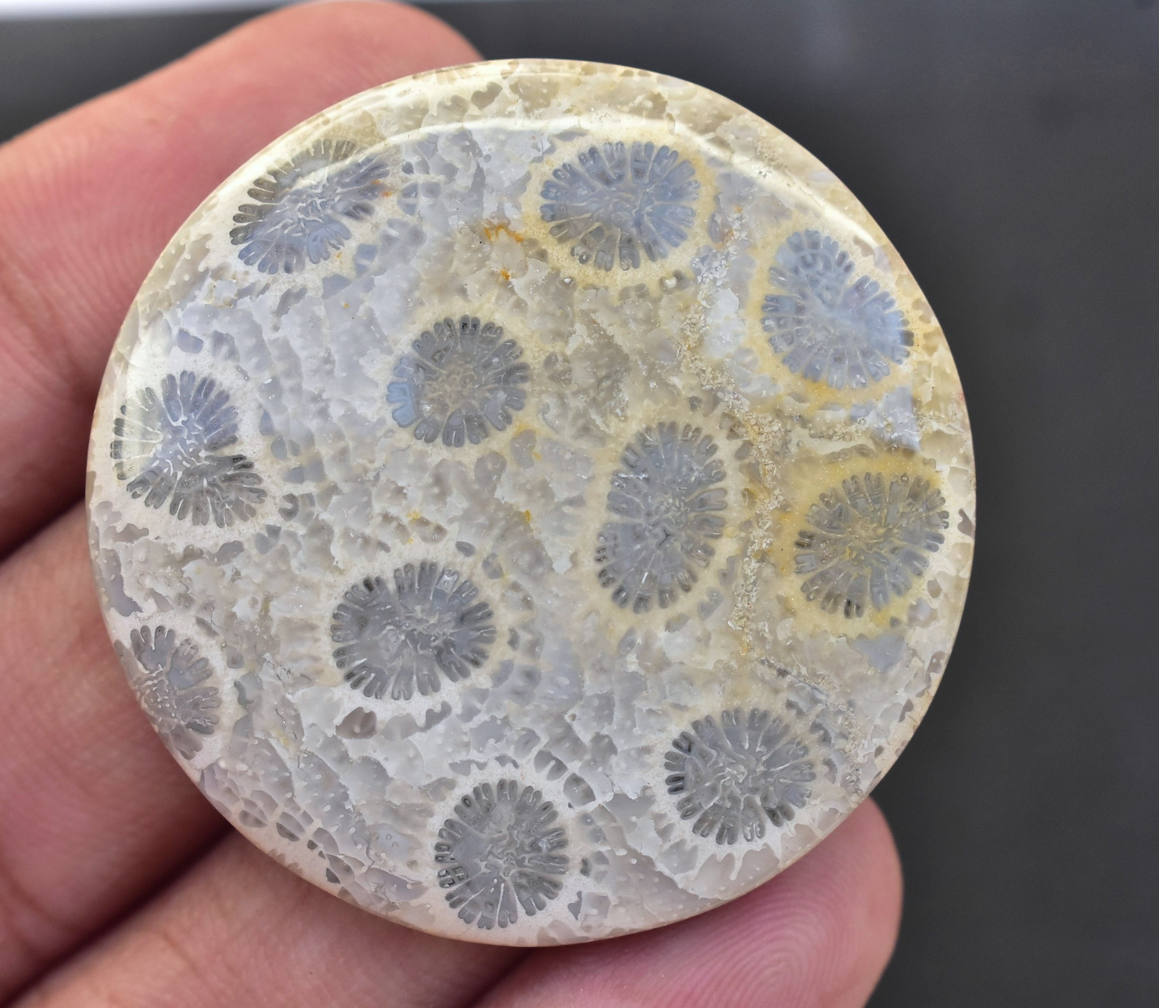 Best Grade !! Fossil Coral Gemstone Cabochon - Fossil Coral Loose Cabochon For Ring - Cabochon For Silver Jewelry