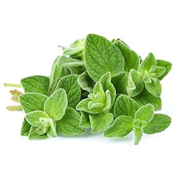 Organic Wholesale 100% Pure Nautral Herbal oil Steam Distilled Oregano essential oil for Healthcare products Bulk price