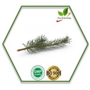 100% Pure and Natural Fir Pine Needle Essential Oil for Aromatherapy In Bulk Quantity and Private Packaging and Labelling