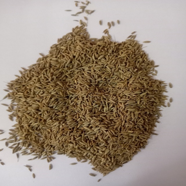 SINGAPORE QUALITY 99% PURITY HOT SELLING INDIAN CUMIN SEEDS FOR SALE BY EXPORTERS