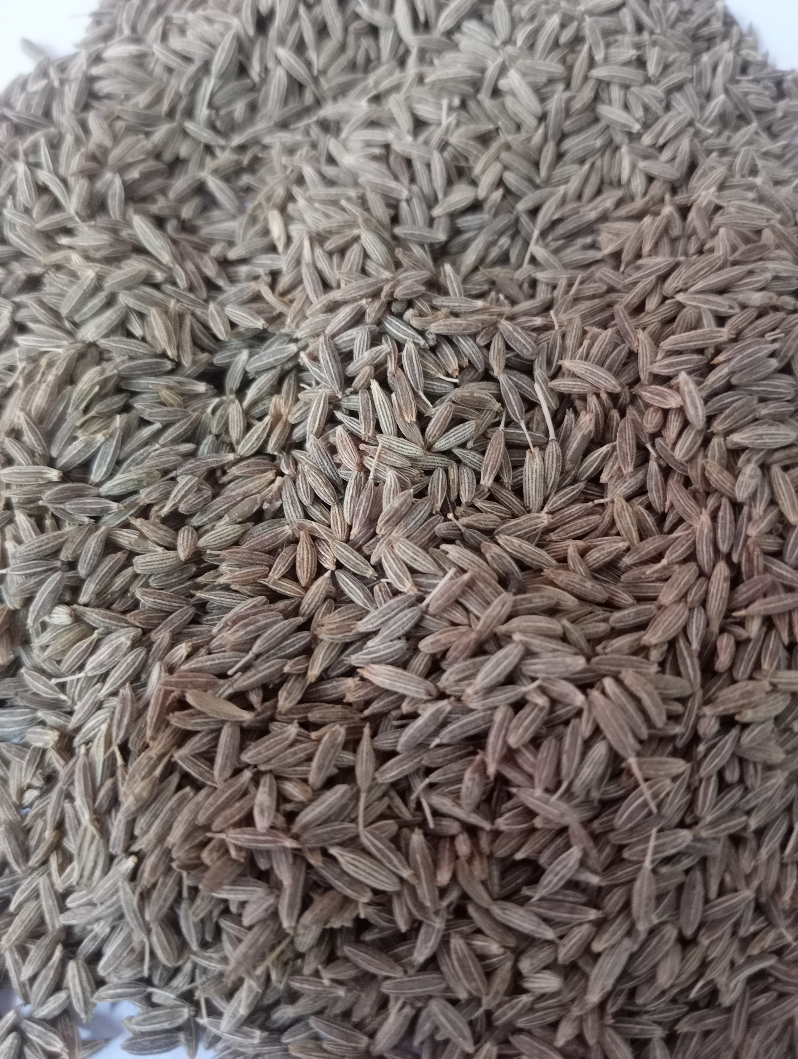 TOP QUALITY 99% EUROPEAN QUALITY SEASONING CUMIN SEED FROM INDIA FOR SALE BY EXPORTERS