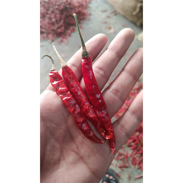 Red Whole Chilli Produced in Indian Agricultural Farm Best Dry Red Chilli Wholesale Price by Exporters