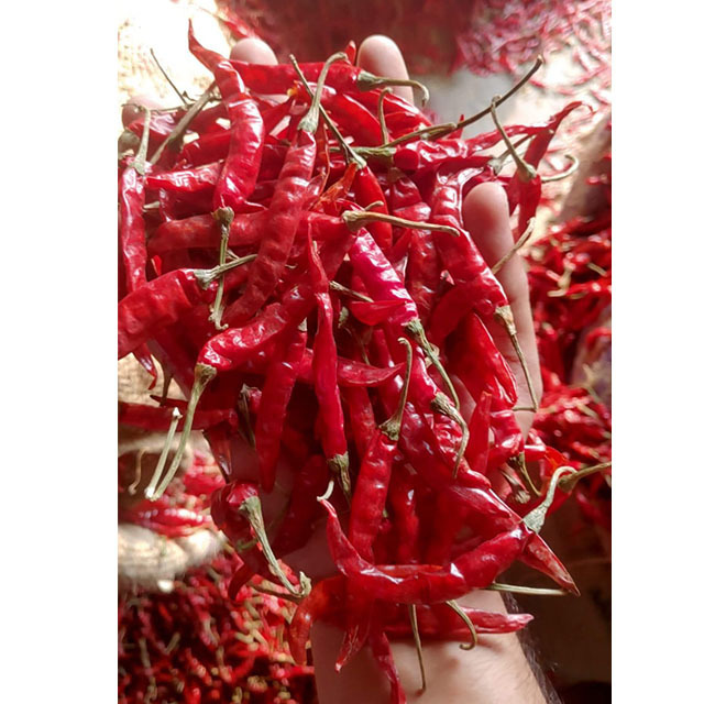 Indian Spices and Herbs Byadgi Chilli Best Selling Extra Spicy Super Hot Dried Red Chilli Whole from India