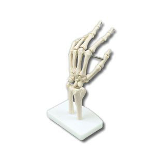 Artificial Life-Size Human Hand Joint Model Teaching Anatomical Hand Joint Custom Made PVC Hand Skeleton Model