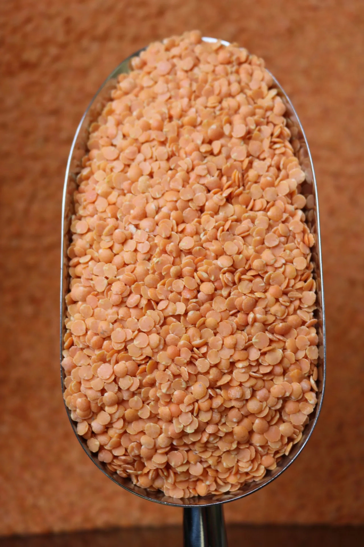 Wholesale Price Canadian Red Lentils / Split Red Lentils Available For Sale At Low Price, Fresh Red Lentil For Indian Bulk