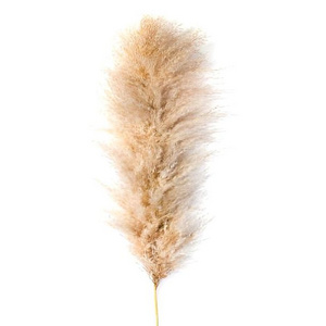 Popular Premium Quality Pampas Grass for Wedding Home Event Office Decor & Dried Flower Arrangement