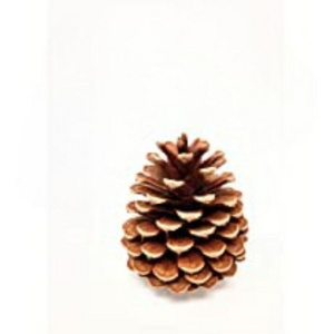 Festive Potpourri Pine Decor: Wholesale Natural Wooden Pine Cones for Christmas & Holiday Decoration