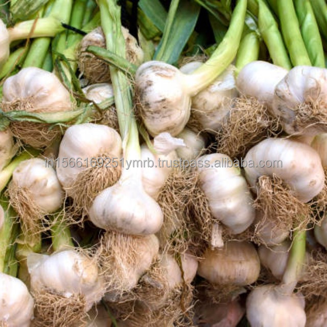 Exporting Garlic Peeled Garlic Frozen Vacuum Packed Peeled Garlic