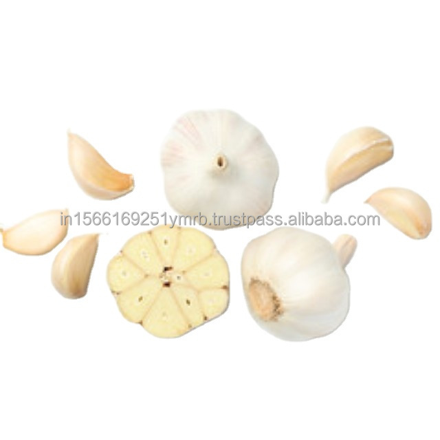 High quality new crop fresh garlic original supplier full dried goods wholesale price garlic