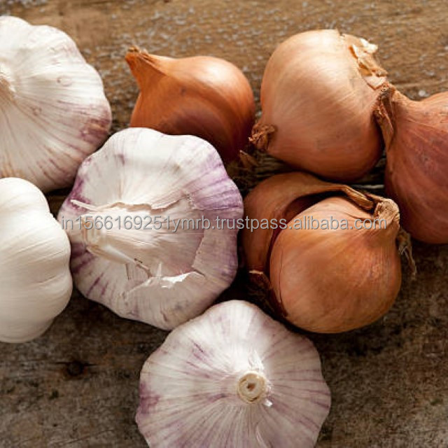 Wholesale 2024 new fresh garlic supplier normal white garlic