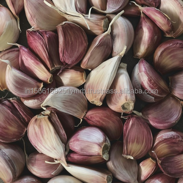 High quality new crop fresh garlic original supplier full dried goods wholesale price garlic