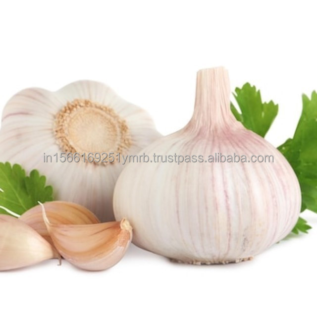 Exporting Garlic Peeled Garlic Frozen Vacuum Packed Peeled Garlic