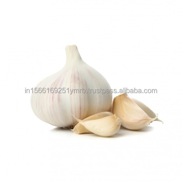 Exporting Garlic Peeled Garlic Frozen Vacuum Packed Peeled Garlic