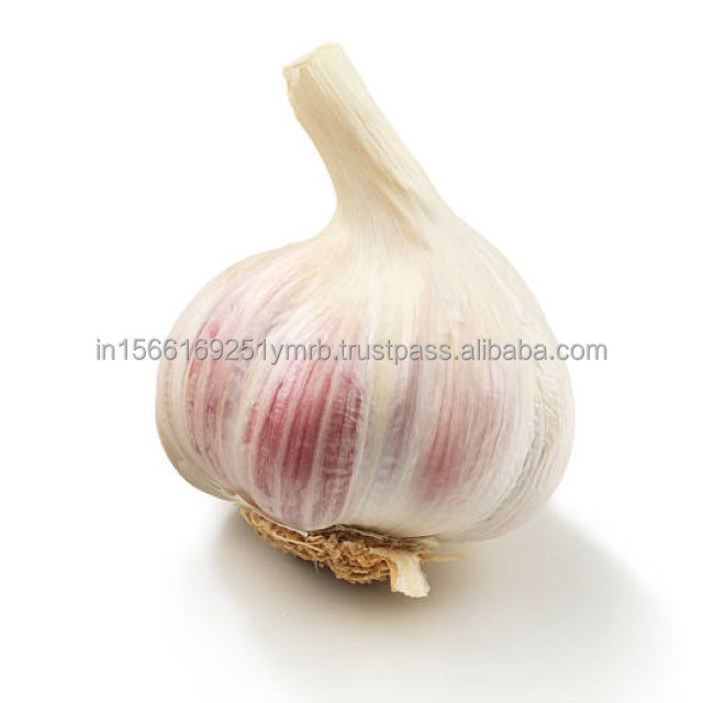 High quality new crop fresh garlic original supplier full dried goods wholesale price garlic