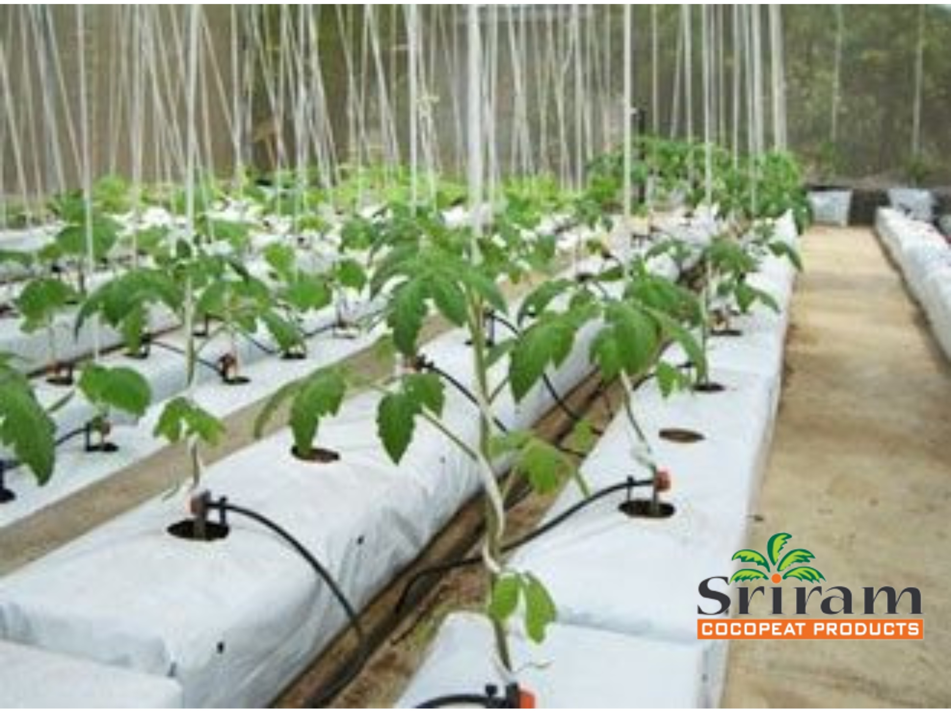 Top Quality 100% Cocopeat and coco chips mix Grow bags for Strawberry plants in Green houses from India