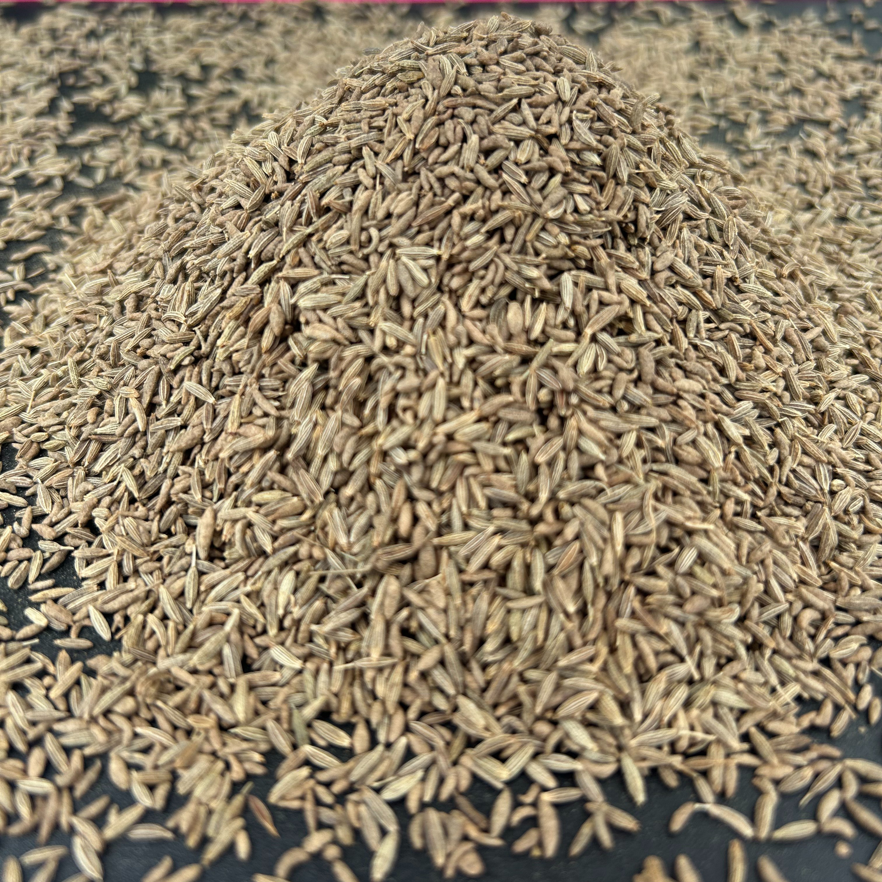 Indian cumin seeds jeera Sortex cleaned direct supply from factory to importer at wholesale price