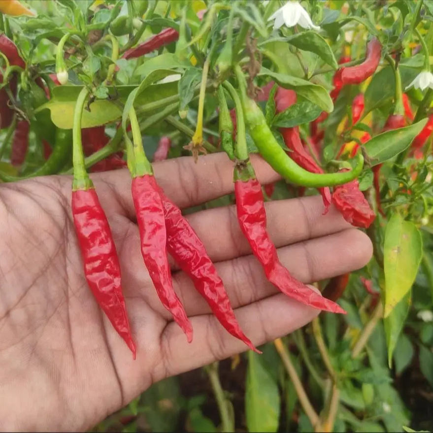 Hot Selling Dry Red Chilli Wholesale Price Fresh Color For Seasoning OEM Packaging from Indian Manufacturer