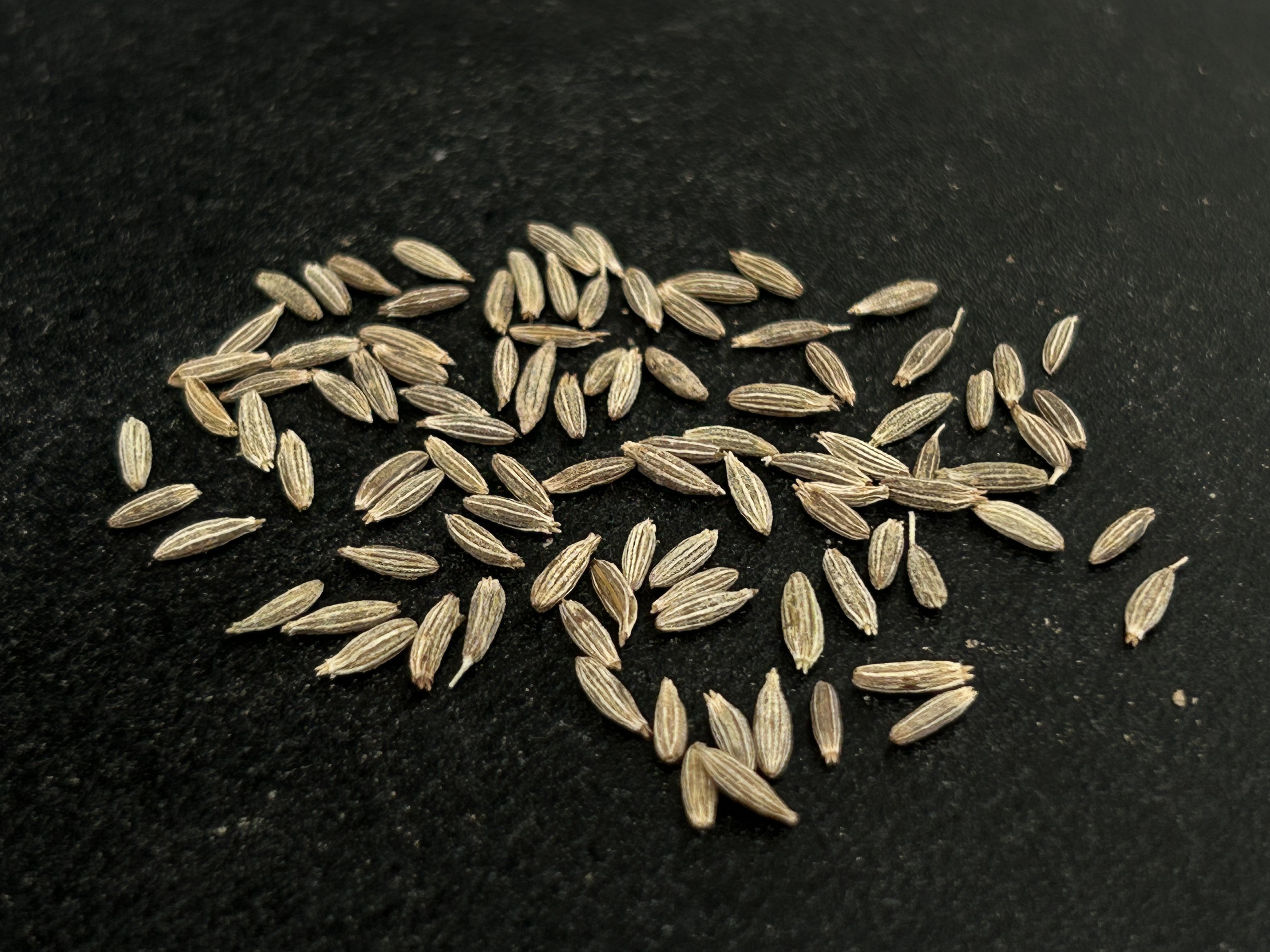 Non-GMO Cumin seeds jeera direct supply from agriculture land to worldwide importers.