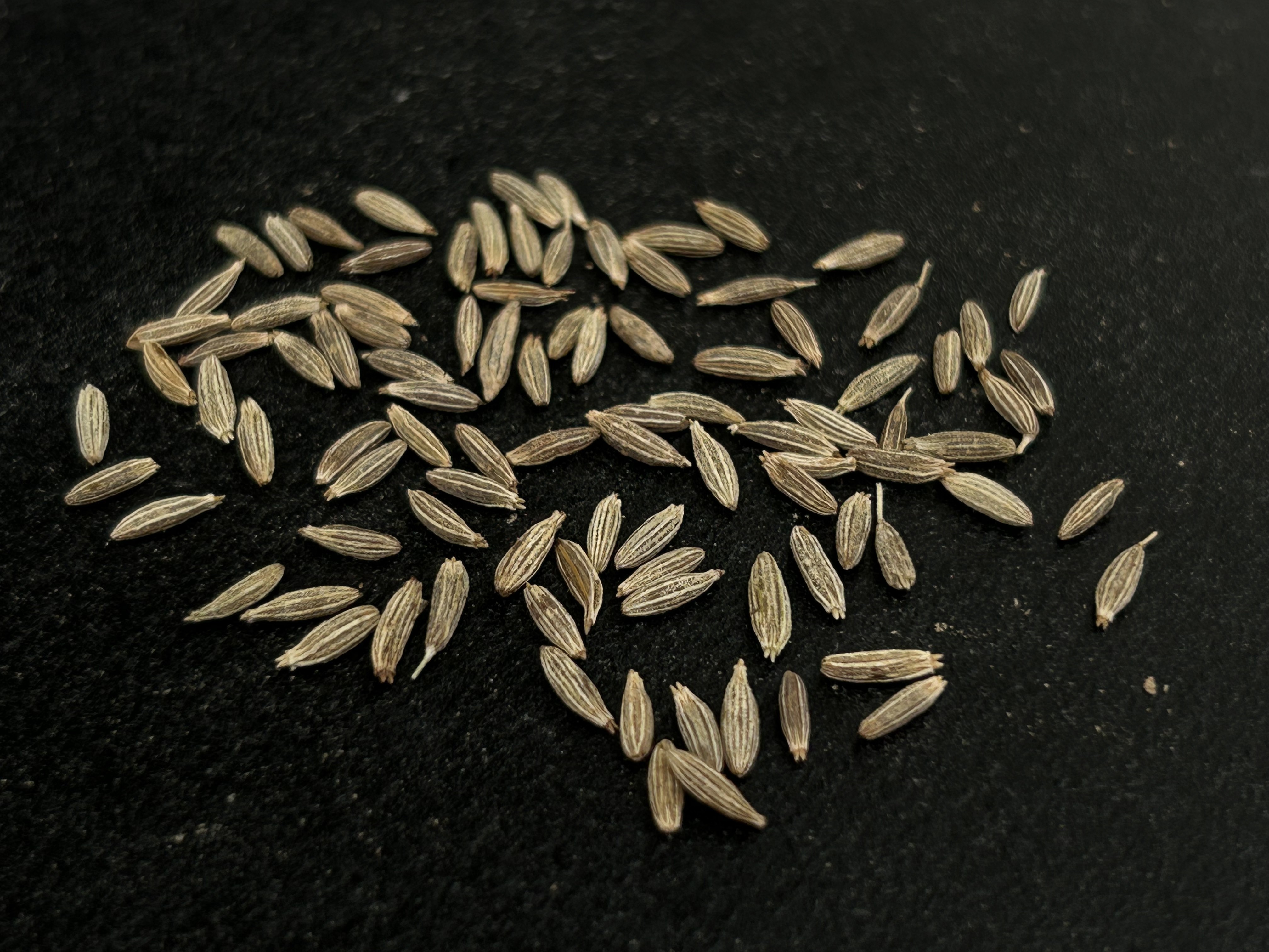 International exporters of Indian cumin seeds jeera 98% purity grade in premium quality for importers.