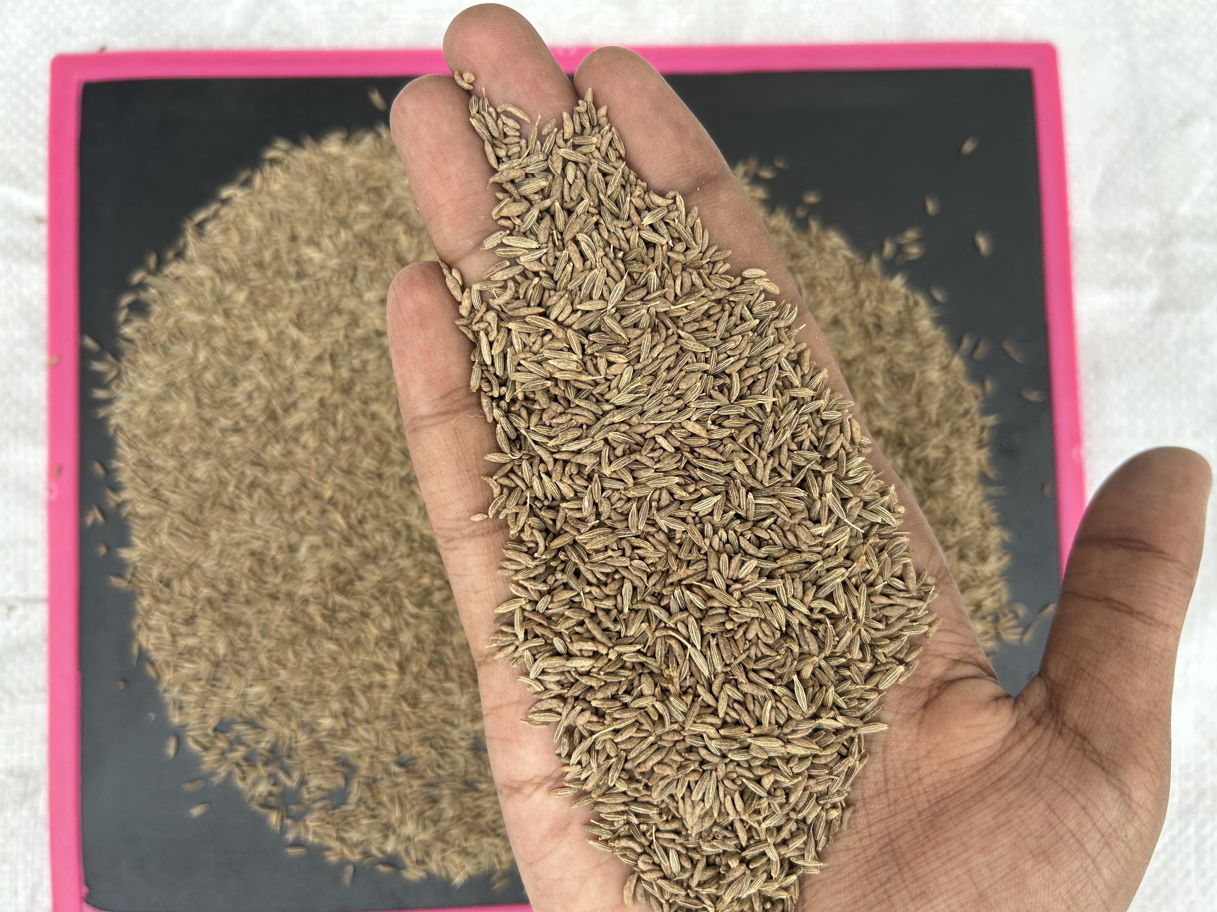 Indian jeera cumin seeds at wholesale price available for Direct Importers in 98.5%, 99% purity.