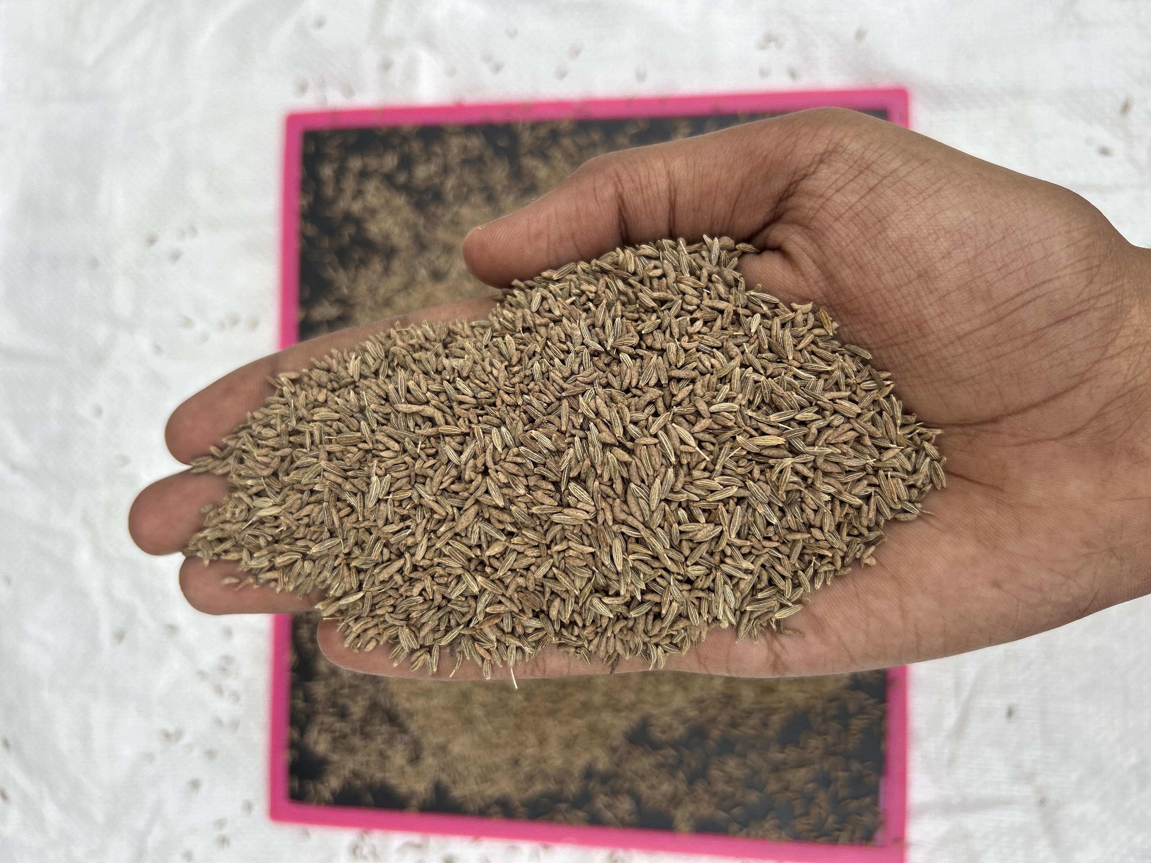 Indian cumin seeds factory sortex cleaned 97.5%,98%,98.5%,99%,99.5% purity available for export.