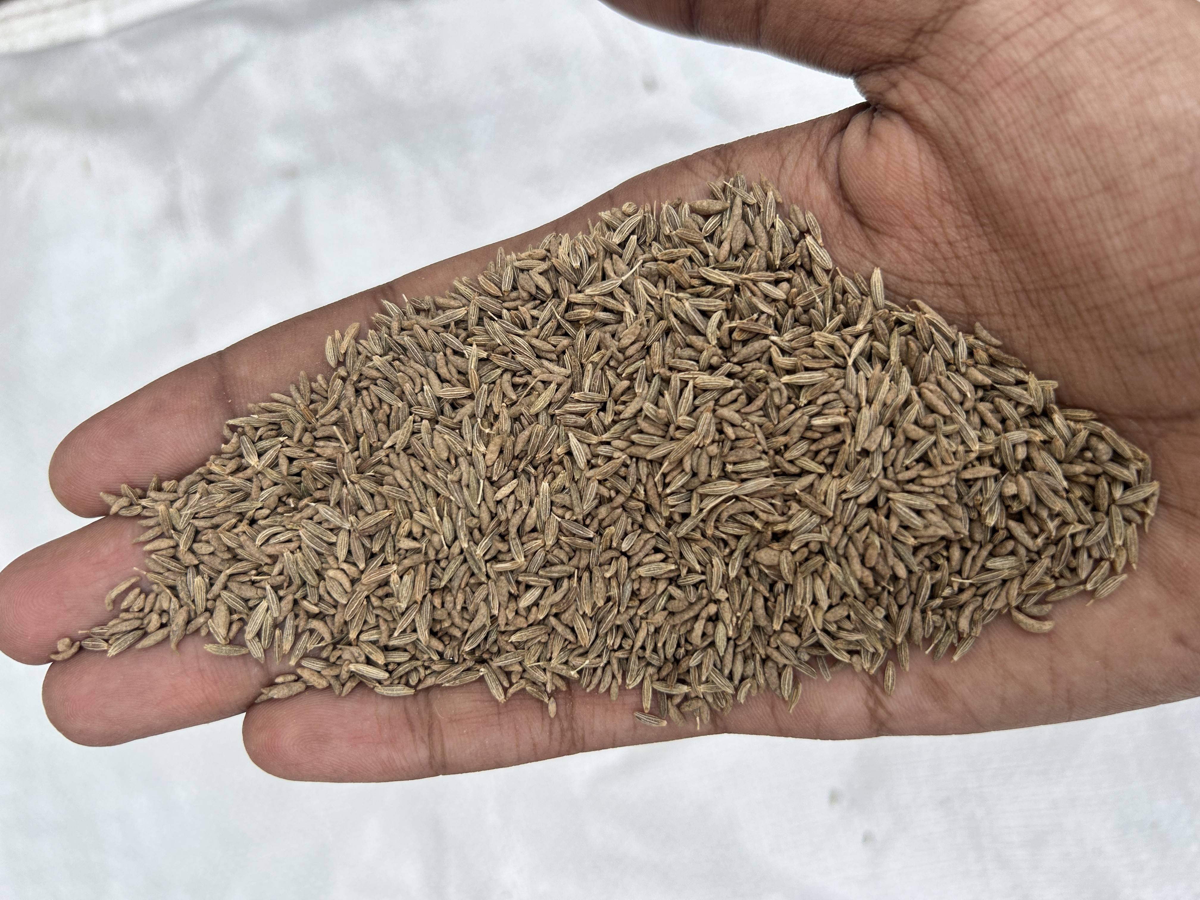 Export quality single spices and herbs Indian cumin seeds jeera at cheap price for Direct Importers.