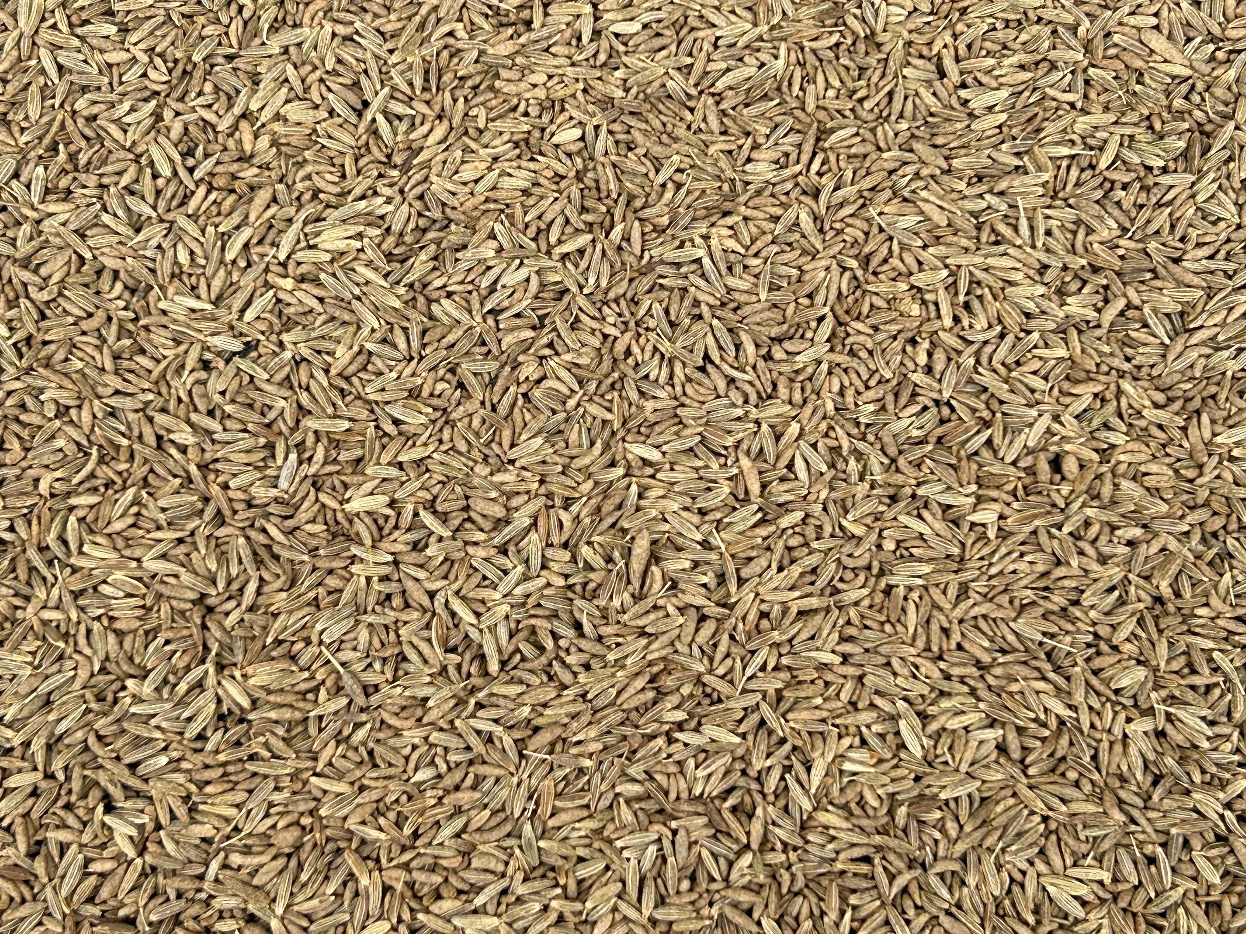 Cumin seeds 98.5% sortex cleaned single spice for seasonings exporters to UAE and China