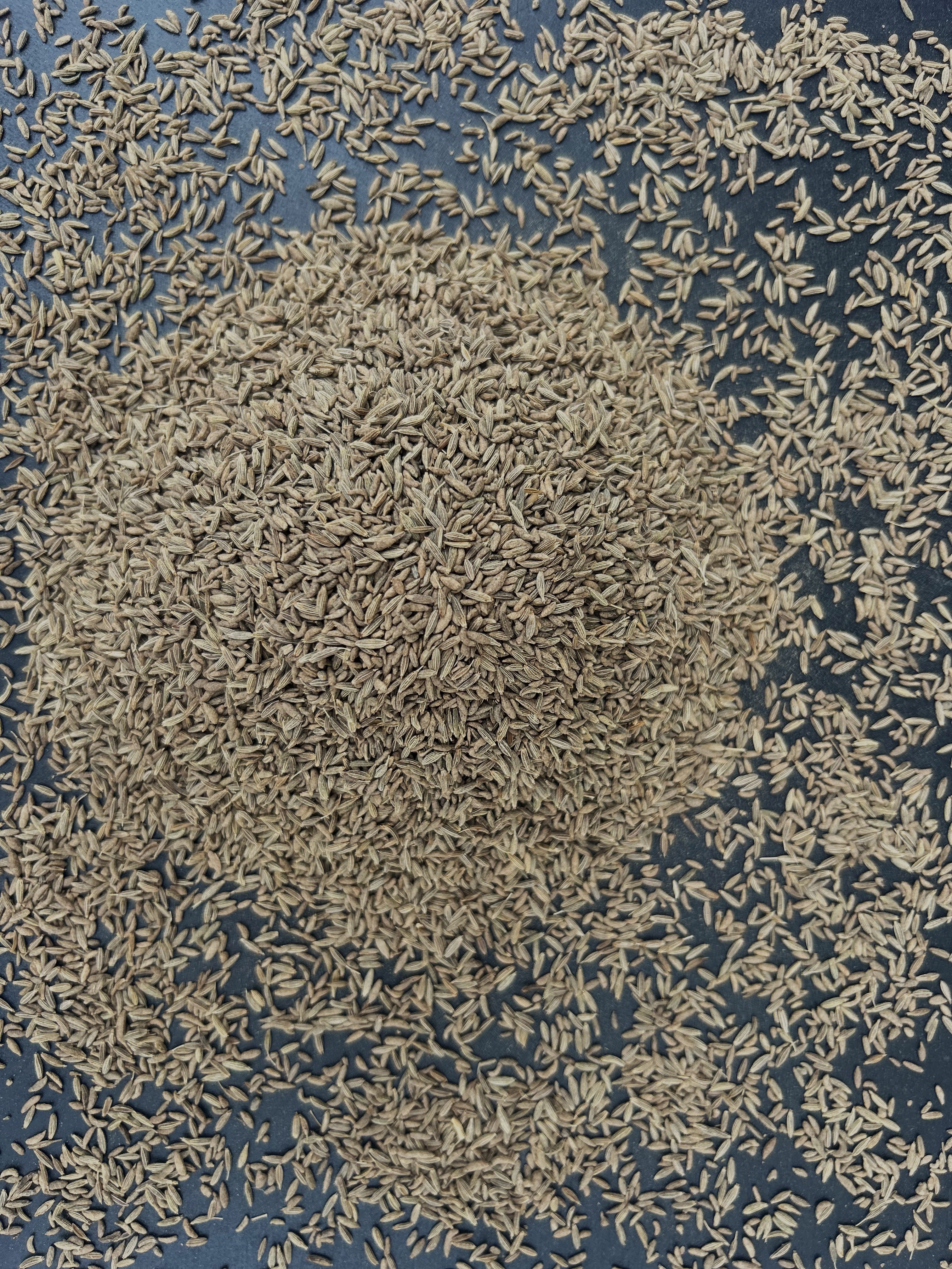 Huge Demand cumin seeds for seasoning  at 98% purity in genuine quality suppliers from India.