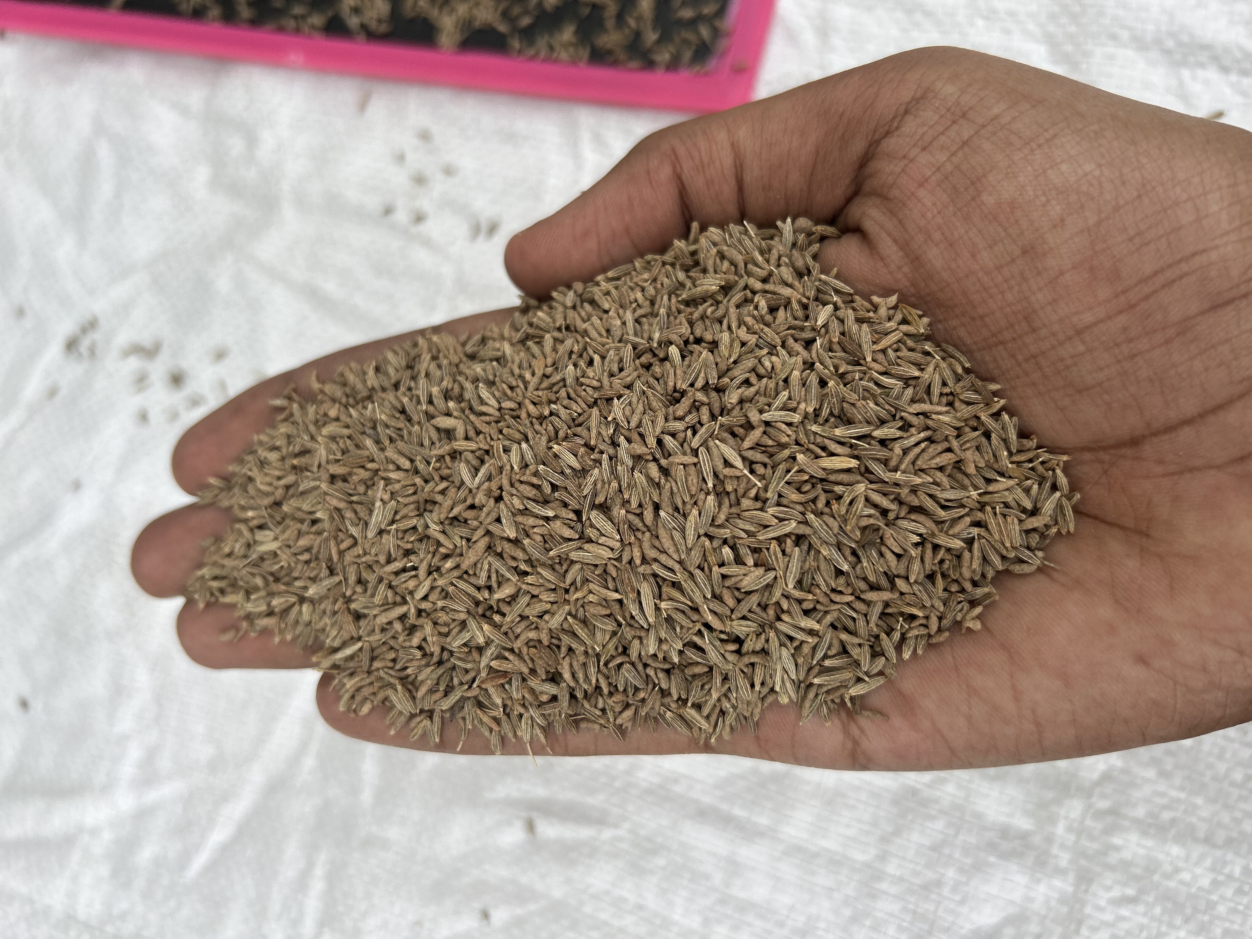 Export quality Indian jeera cumin seeds for food and seasonings supply from India.