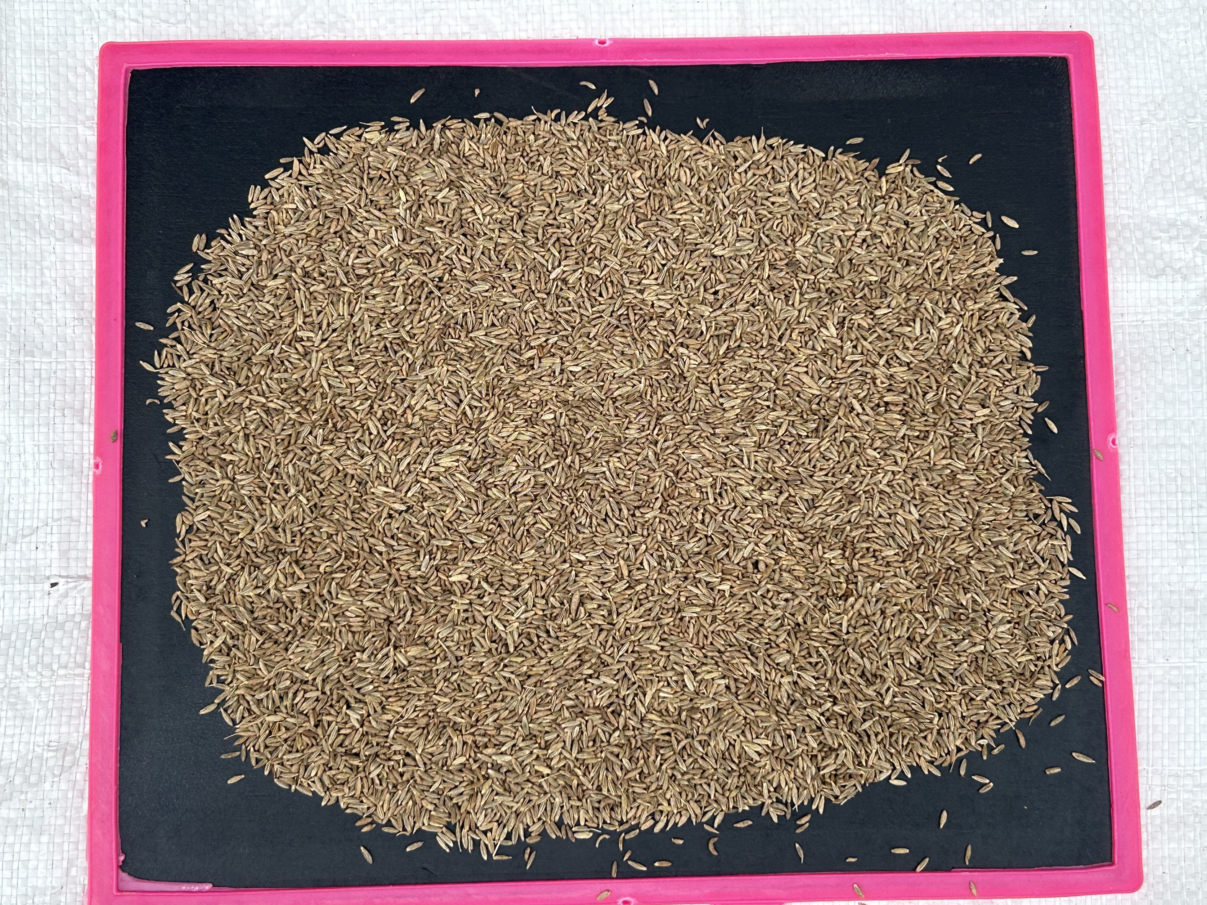 Export quality single spices and herbs Indian cumin seeds jeera at cheap price for Direct Importers.