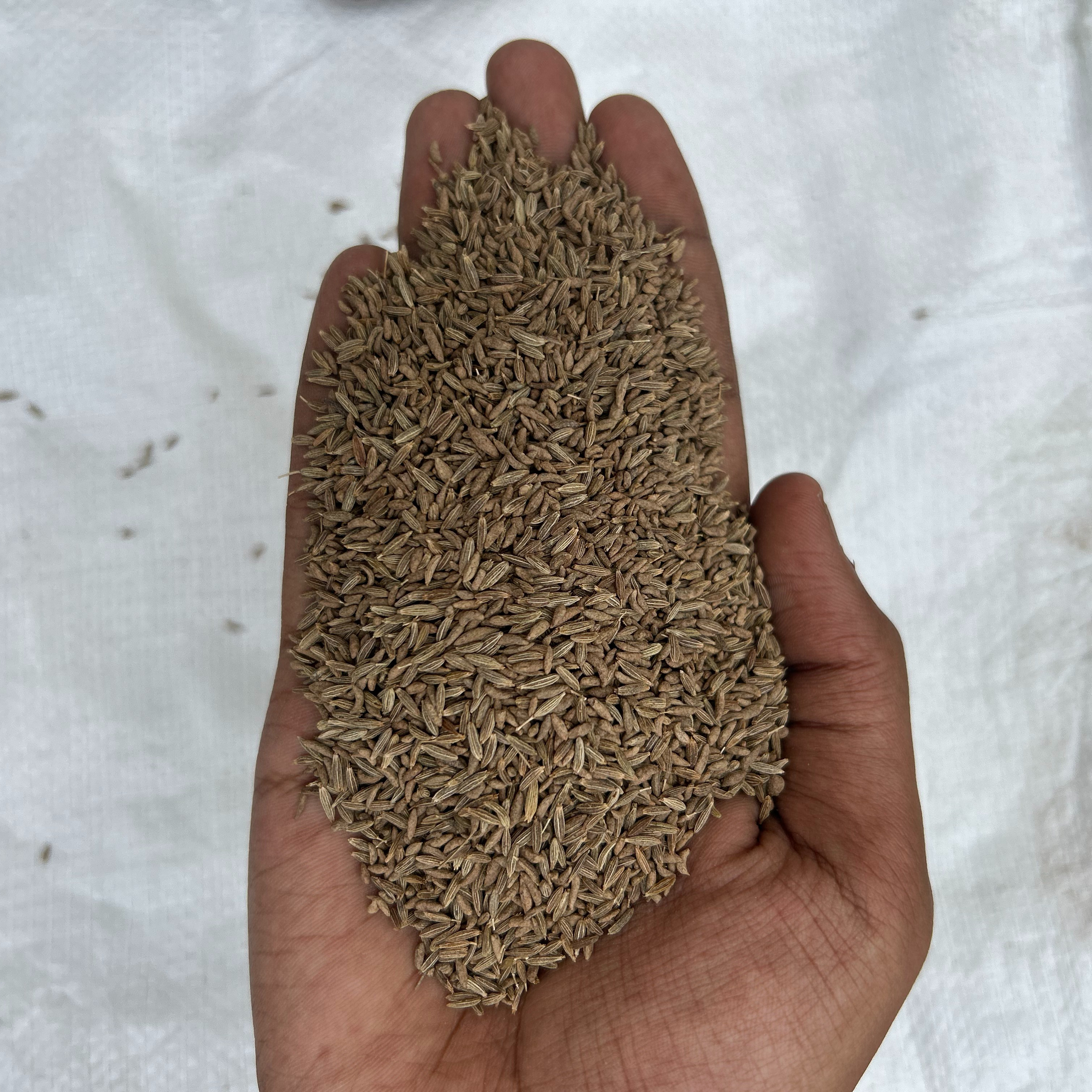 Indian Export quality non-GMO 98% purity cumin seeds supply from trusted wholesaler.