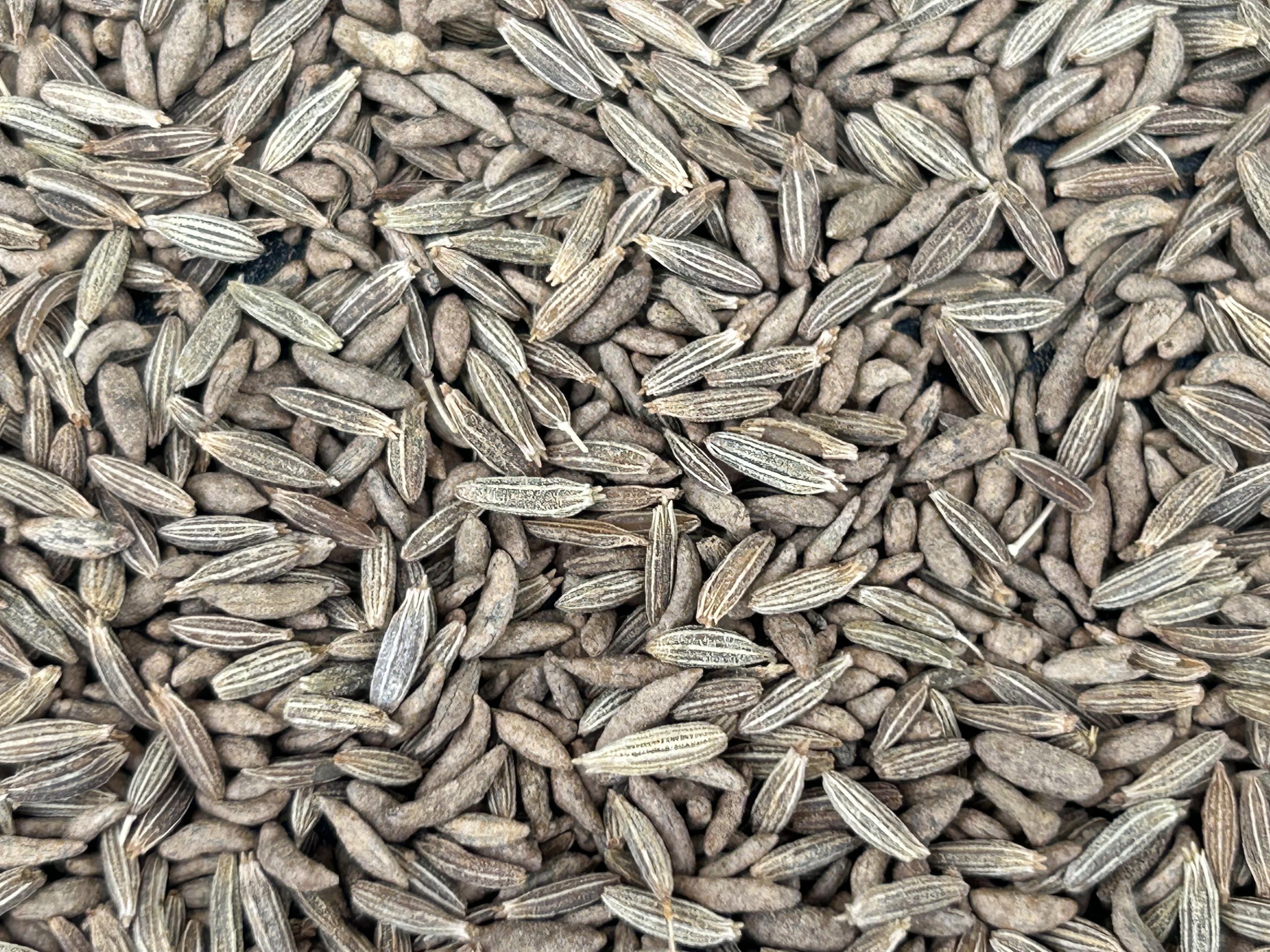 Cumin seeds 99% sortex cleaned single spices and herbs for seasoning supply from India.