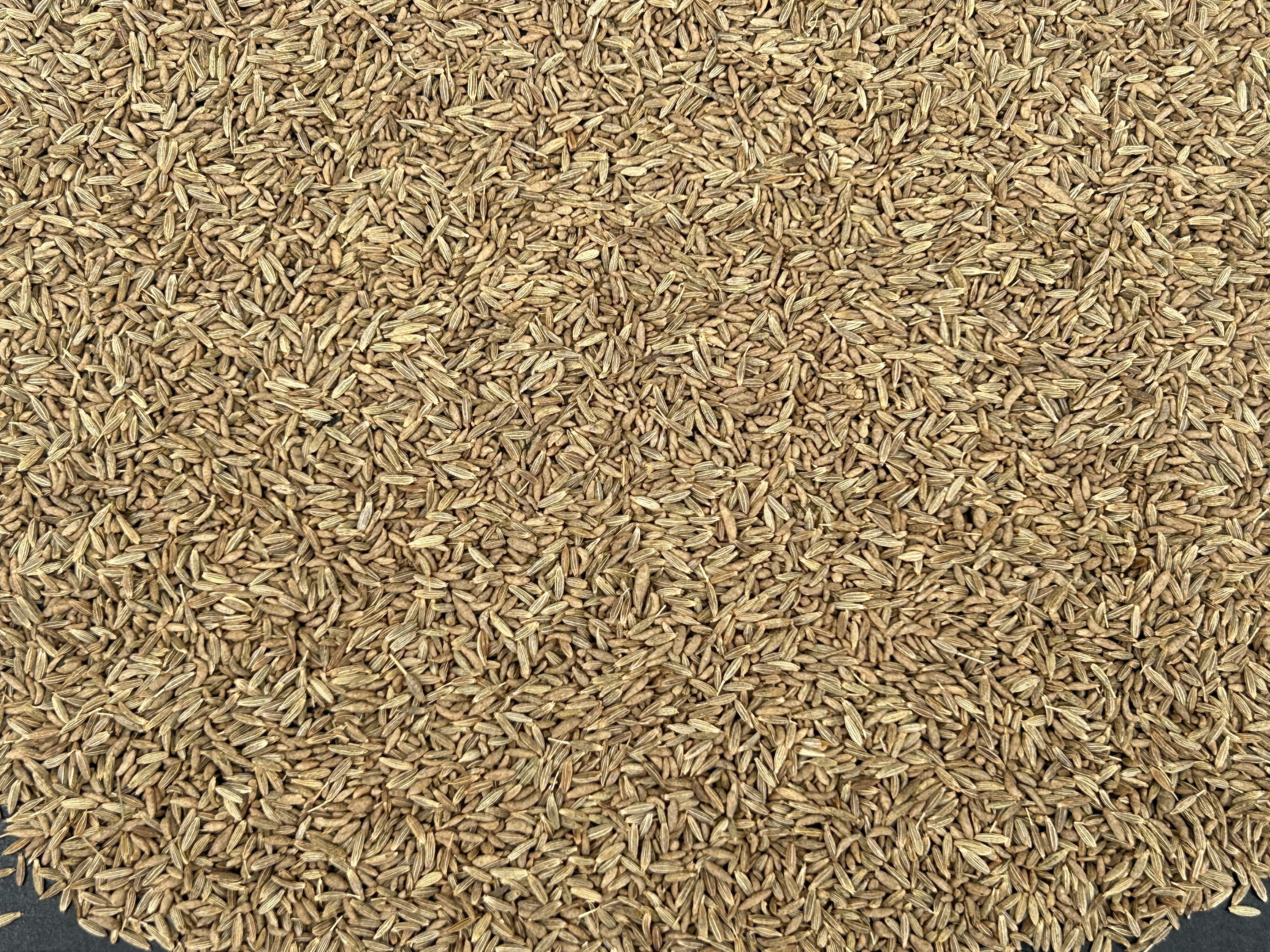 Indian jeera cumin seeds at wholesale price available for Direct Importers in 98.5%, 99% purity.