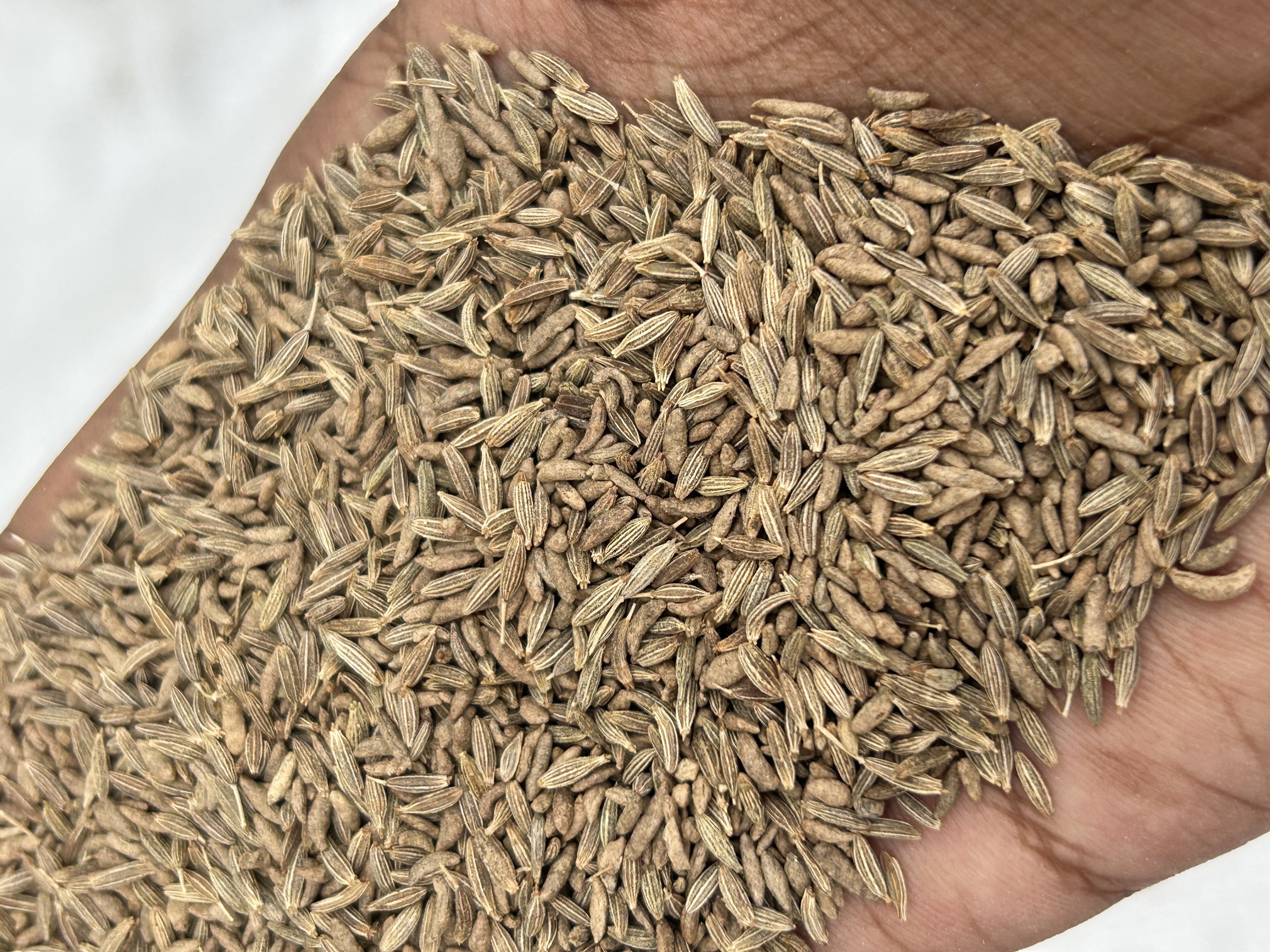 Premium quality 98.5% purity sortex cleaned single spice Cumin seeds bulk exporters from India.