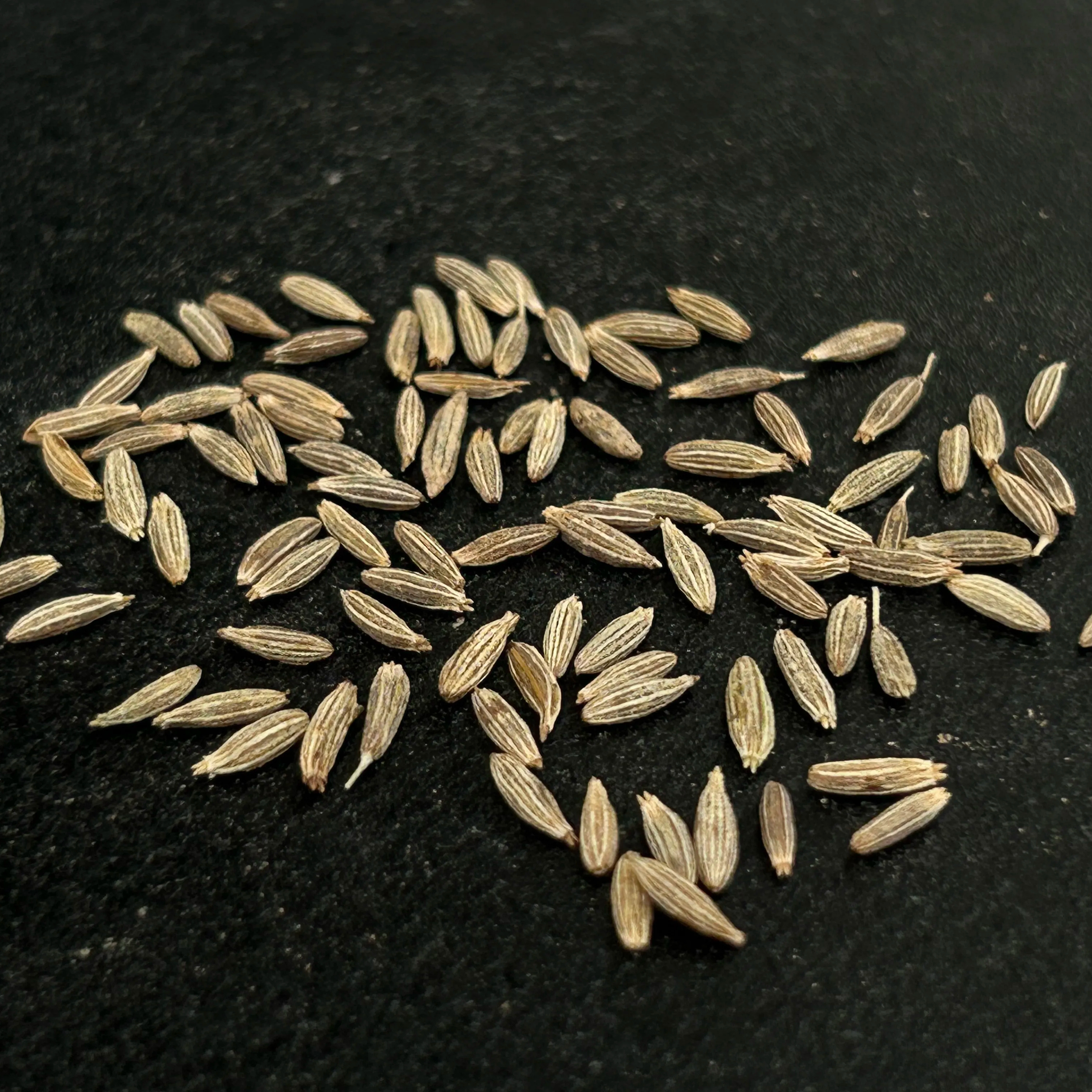 Certified quality factory cleaned 98% purity cumin seeds bulk supply from India.